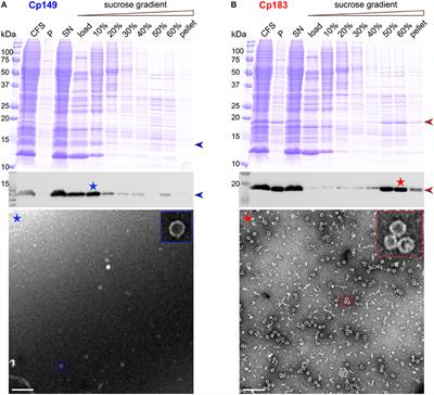 Combining Cell-Free Protein Synthesis and NMR Into a Tool to Study Capsid Assembly Modulation